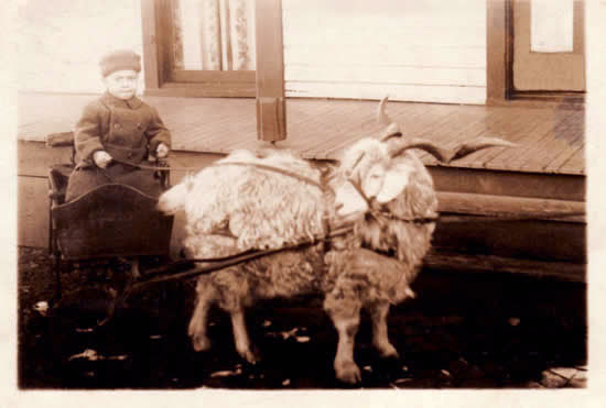 Freer's Goat Cart